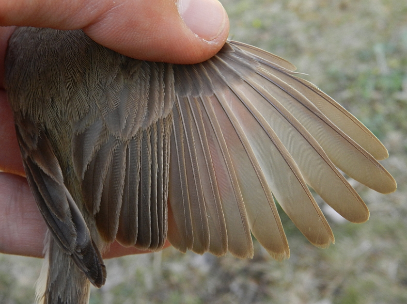 Booted Warbler 